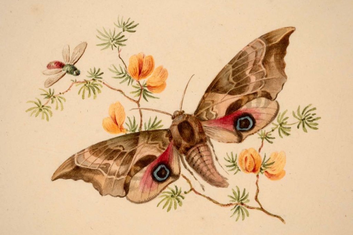 Papillon de Nuit